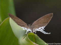 Cheritra freja evansi