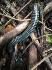 Acladocricus