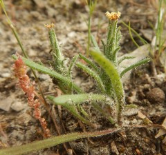 Podotheca angustifolia