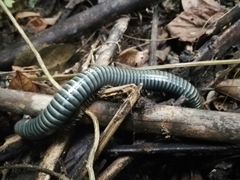 Acladocricus