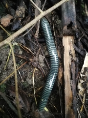 Acladocricus
