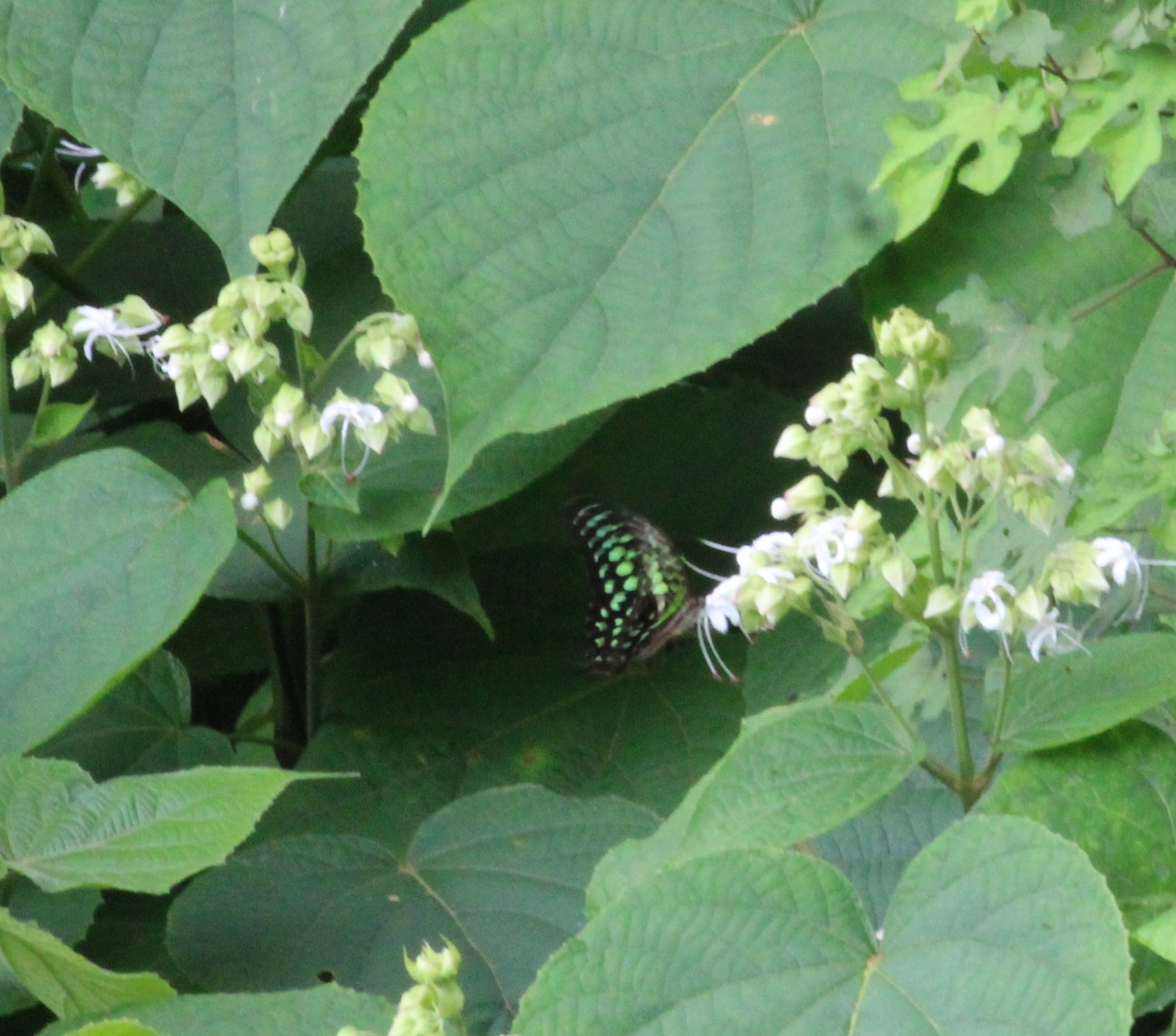 Tailed Jay