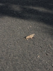 Trimerotropis