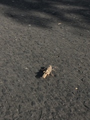 Trimerotropis
