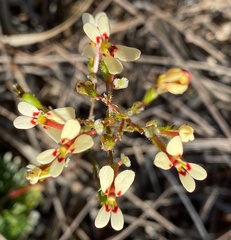 Stylidium piliferum