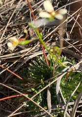 Stylidium piliferum