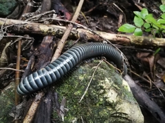 Acladocricus