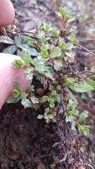 Vittadinia australis