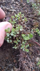 Vittadinia australis