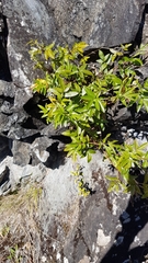 Scandia rosifolia