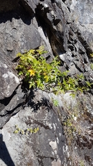 Scandia rosifolia