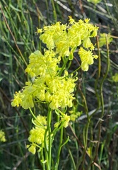 Glischrocaryon aureum