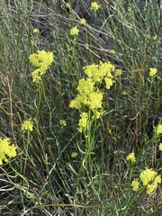 Glischrocaryon aureum