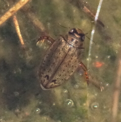 Carabdytes pacificus