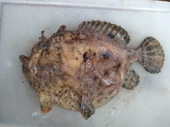 Fowlerichthys avalonis