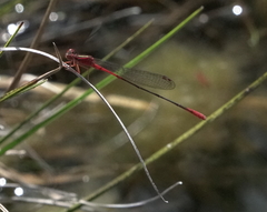 Megalagrion calliphya