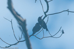 Galbalcyrhynchus leucotis
