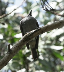 Myadestes obscurus