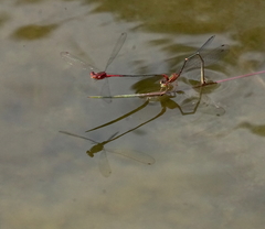 Megalagrion calliphya