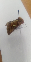 Autographa excelsa