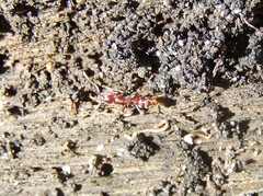 Austroponera castaneicolor
