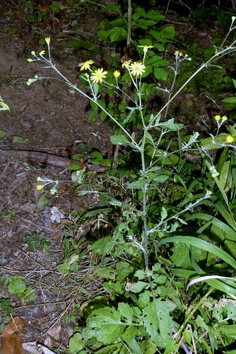 Jacobaea erratica (Jacobaea erratica)