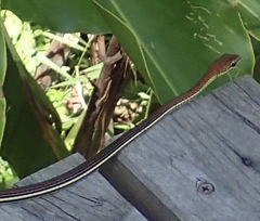 Dendrelaphis caudolineatus