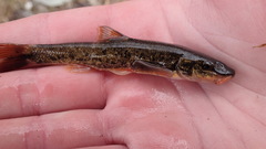 Rhinichthys cataractae