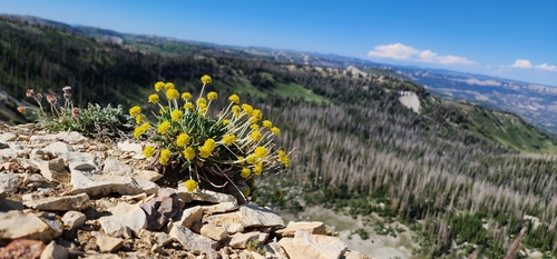 Eriogonum brevicaule var. caelitum