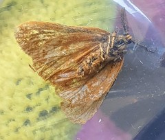 Habrophylla euryzona