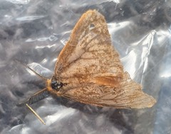 Habrophylla euryzona