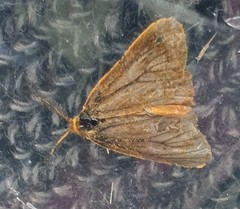 Habrophylla euryzona