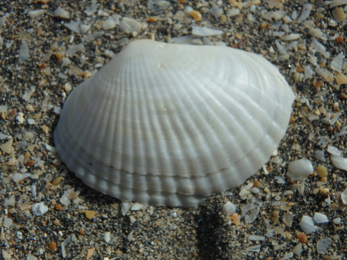 Adacna laeviuscula