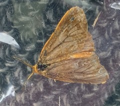 Habrophylla euryzona