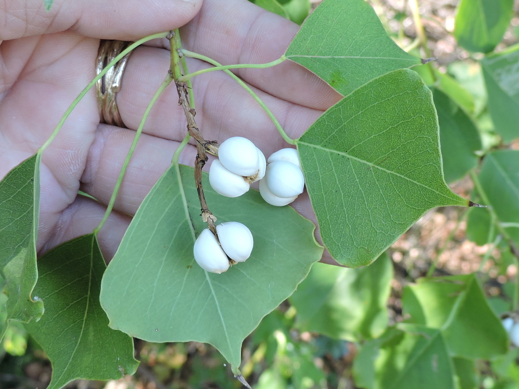 Triadica sebifera, Gardens Park, Dalworthington Gardens, Texas
