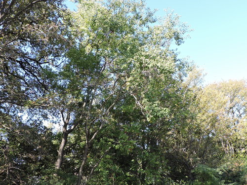 Triadica sebifera