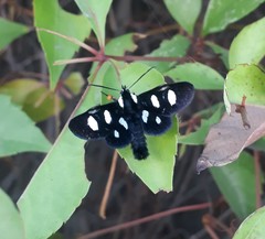 Androloma disparata