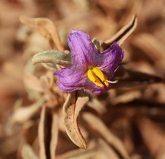 Solanum coactiliferum