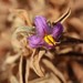 Solanum coactiliferum - Photo (c) overlander (Gerald Krygsman), μερικά δικαιώματα διατηρούνται (CC BY-NC), uploaded by overlander (Gerald Krygsman)