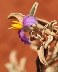 Solanum coactiliferum