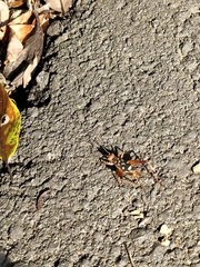 Cardiodactylus guttulus