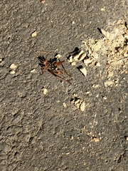 Cardiodactylus guttulus