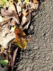 Cardiodactylus guttulus