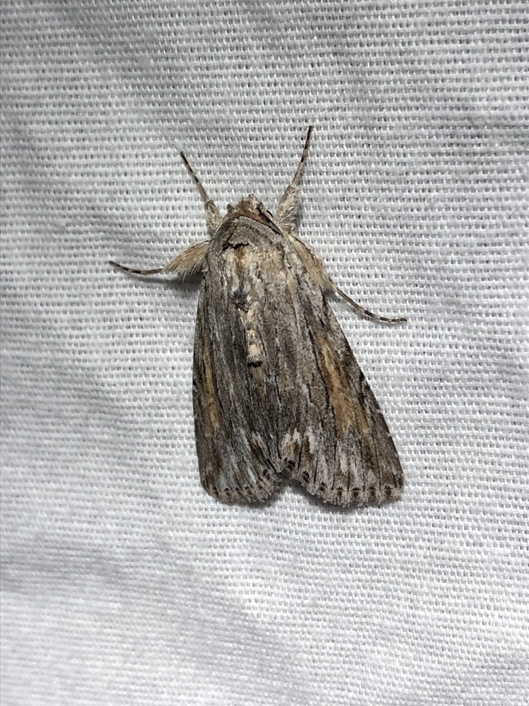 Eulathosea obtusa