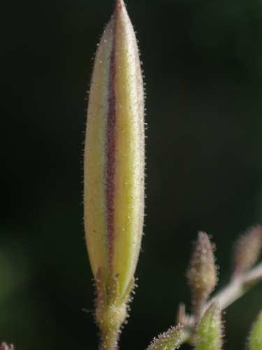 Andrographis paniculata