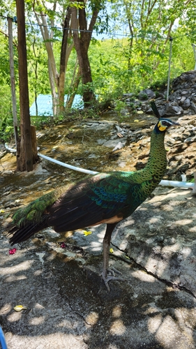 Green Peafowl