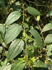 Trema cannabina