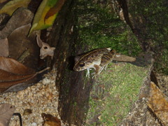 Craugastor aurilegulus