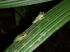 Duellmanohyla salvavida