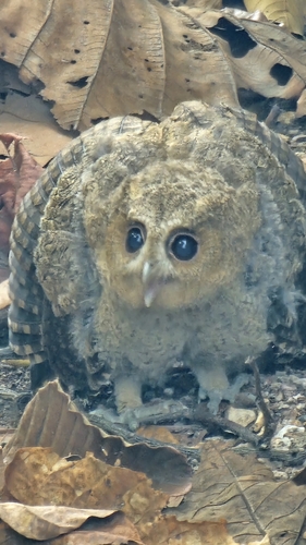 Collared Scops-Owl